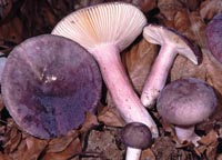 Russula amoena