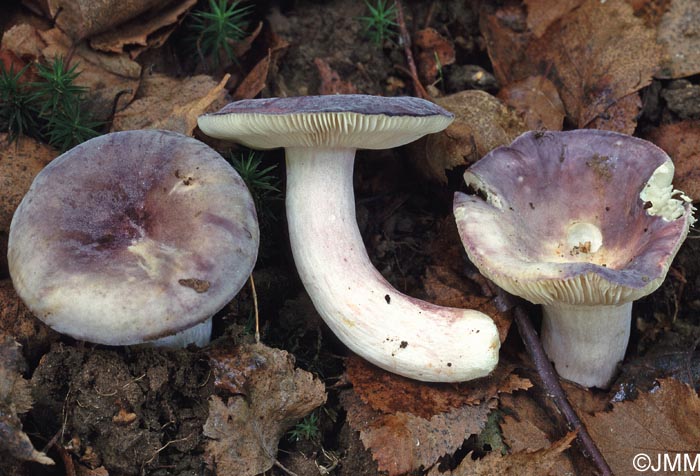 Russula amoenicolor