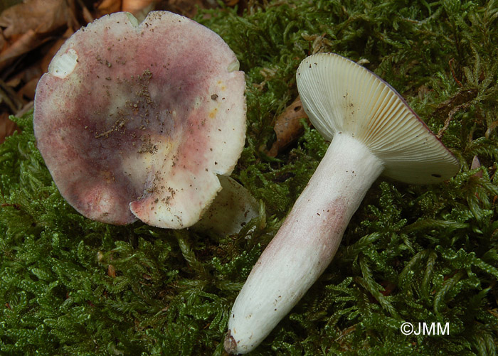 Russula amoenicolor