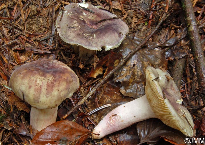 Russula amoenicolor