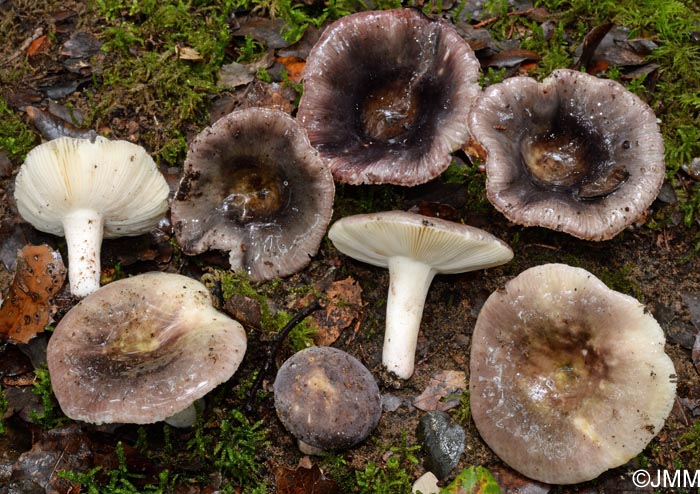 Russula amoenicolor