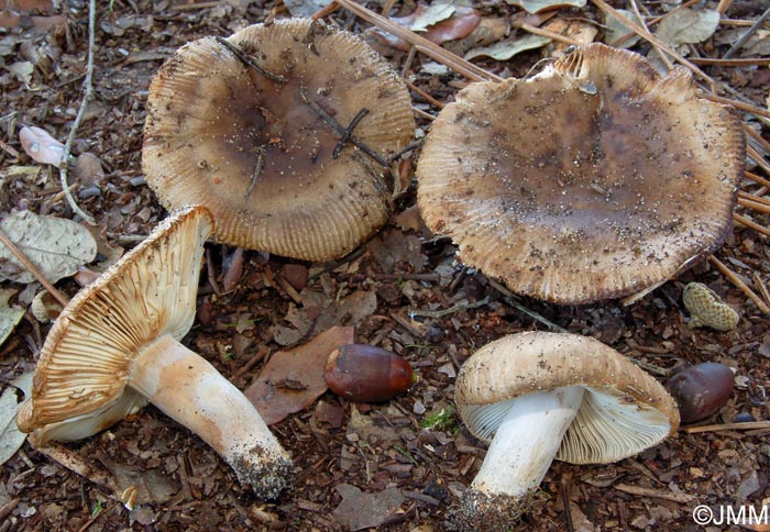 Russula amoenolens