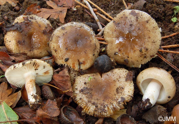 Russula amoenolens