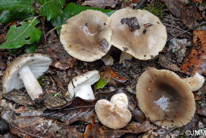 Russula amoenolens