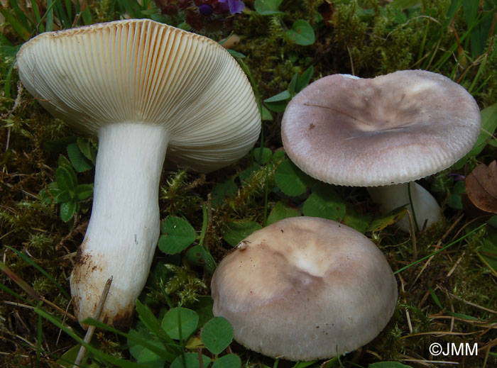 Russula anatina