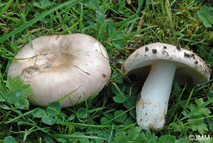 Russula anatina