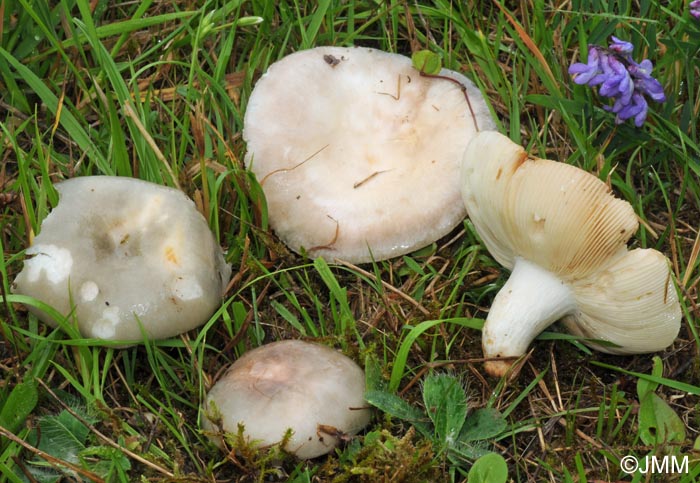 Russula anatina