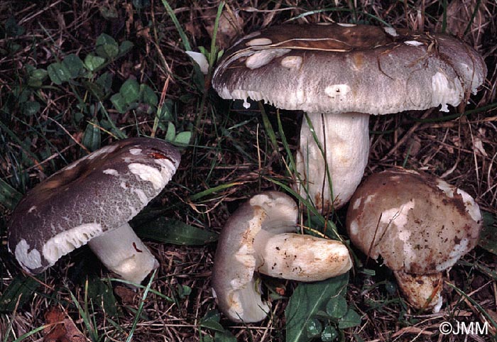 Russula anatina