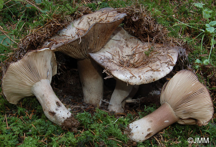 Russula anthracina