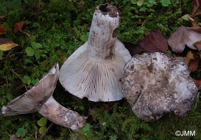 Russula anthracina var. carneifolia