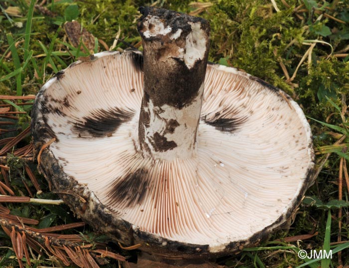 Russula anthracina var. carneifolia : dtail des lames  reflets roses