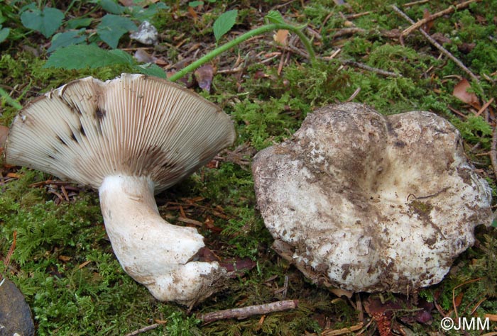 Russula anthracina var. carneifolia