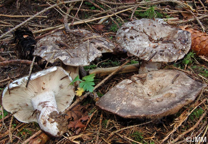 Russula anthracina var. carneifolia