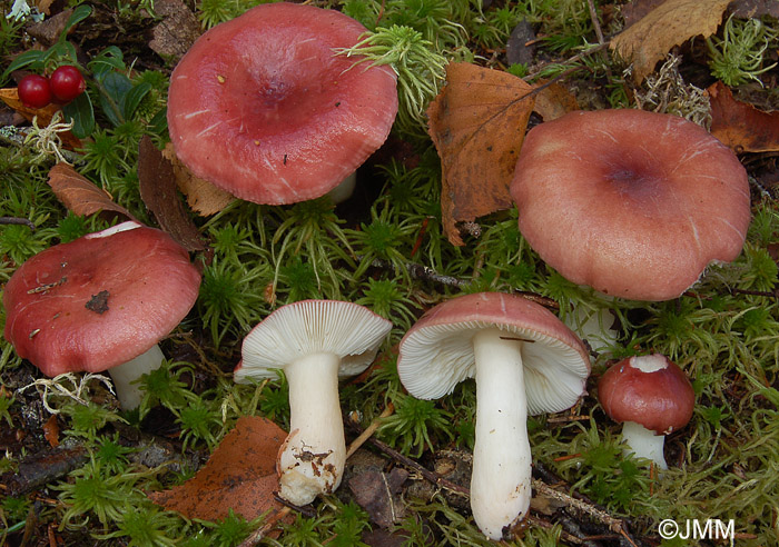 Russula aquosa