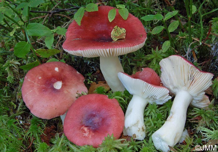 Russula aquosa