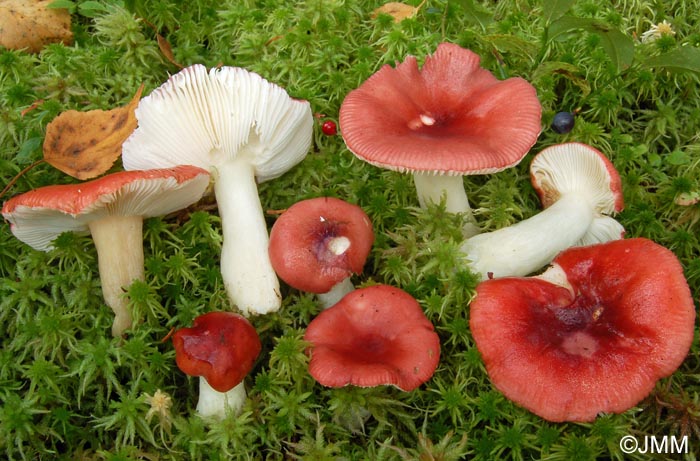 Russula aquosa