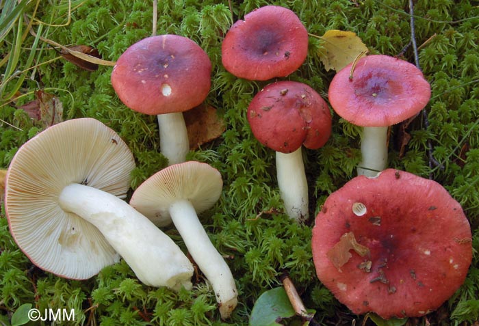 Russula aquosa