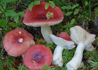 Russula aquosa