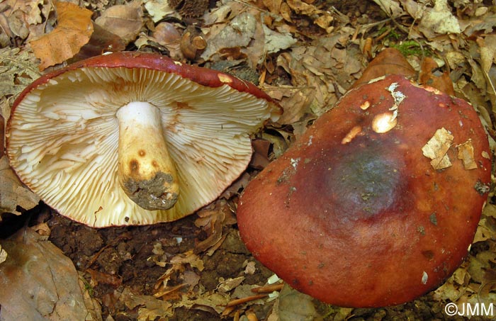 Russula artesiana