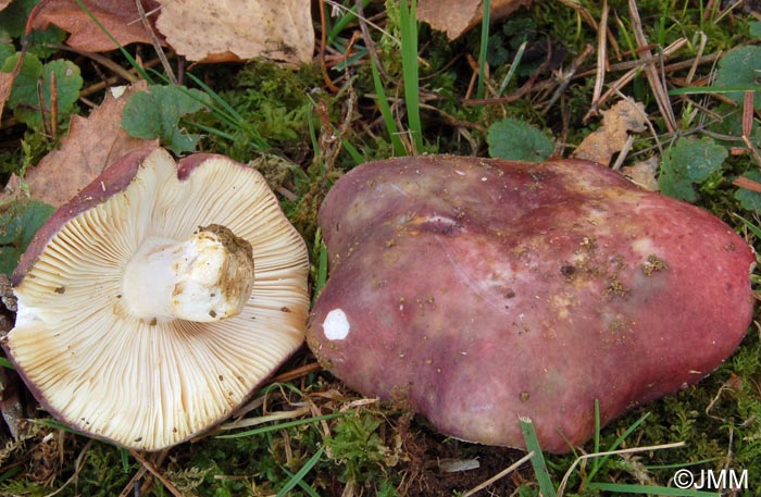 Russula artesiana