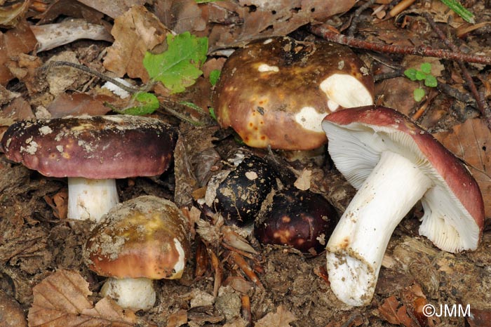 Russula atropurpurea