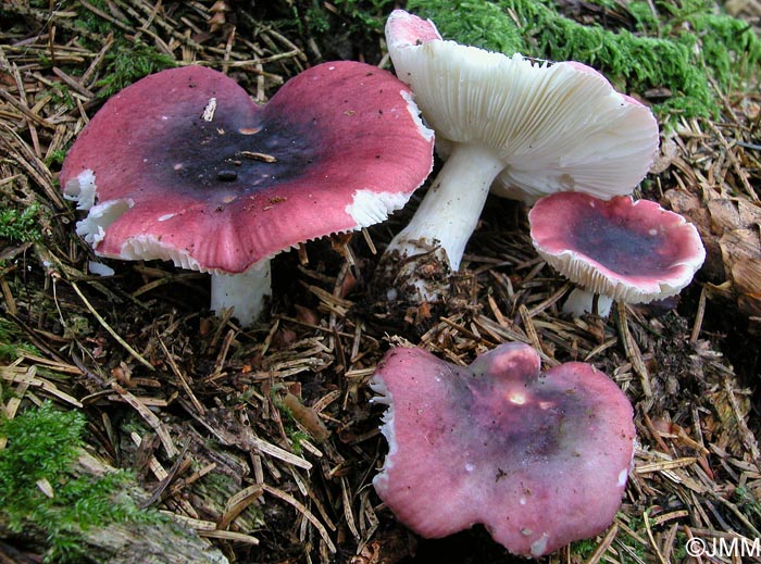 Russula atrorubens