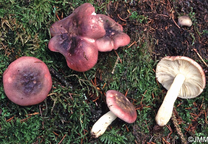 Russula atrorubens