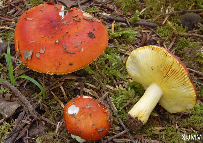 Russula aurea