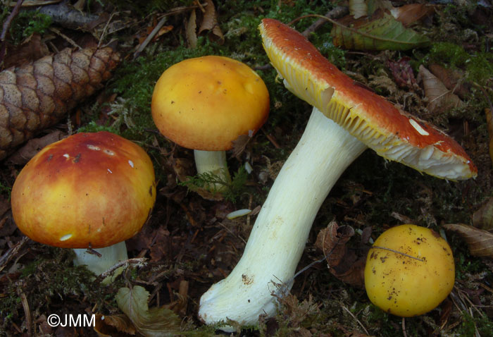 Russula aurea