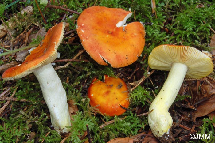 Russula aurea