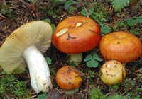 Russula aurea