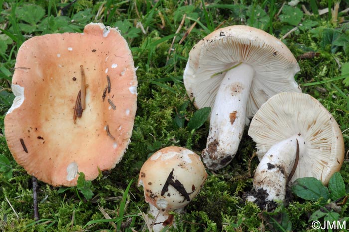 Russula aurora