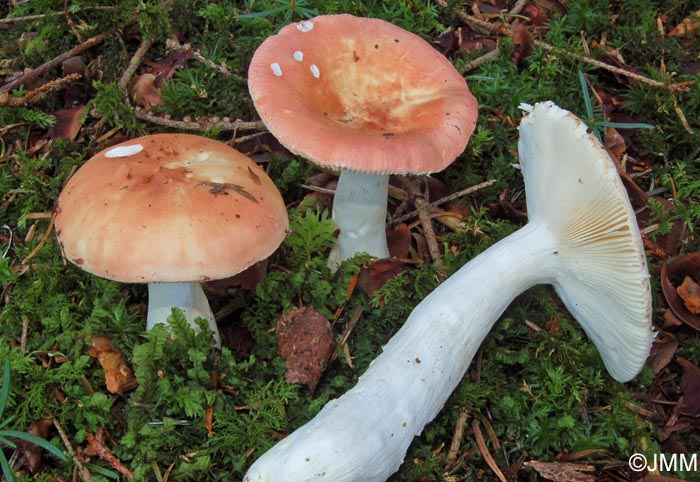 Russula aurora