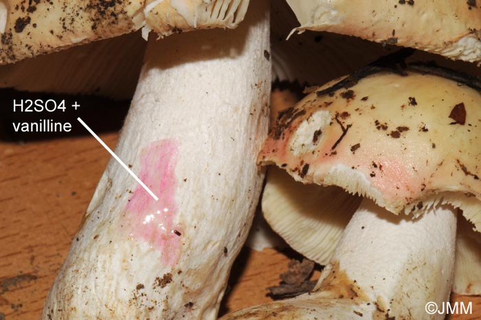 Russula aurora : raction  la sulfo-vanilline