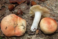 Russula aurora