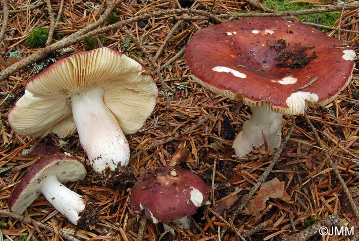 Russula badia