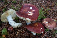 Russula badia