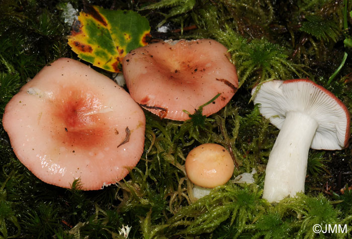 Russula betularum