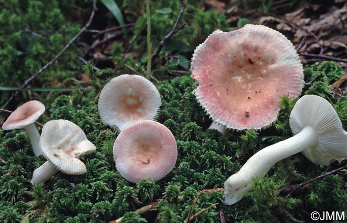 Russula betularum