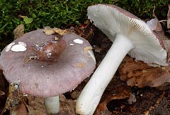 Russula brunneoviolacea