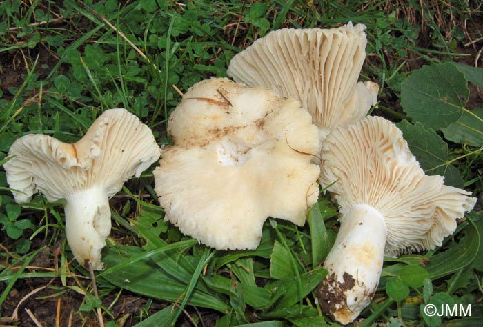 Russula camarophylla