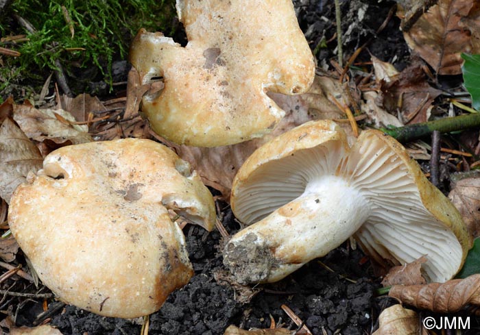 Russula camarophylla