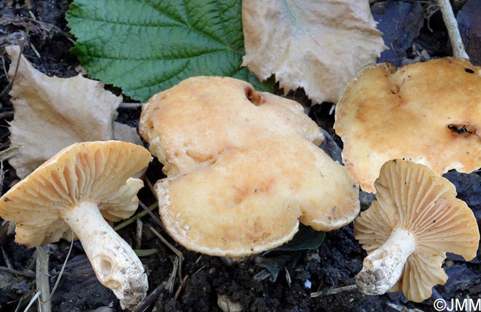 Russula camarophylla