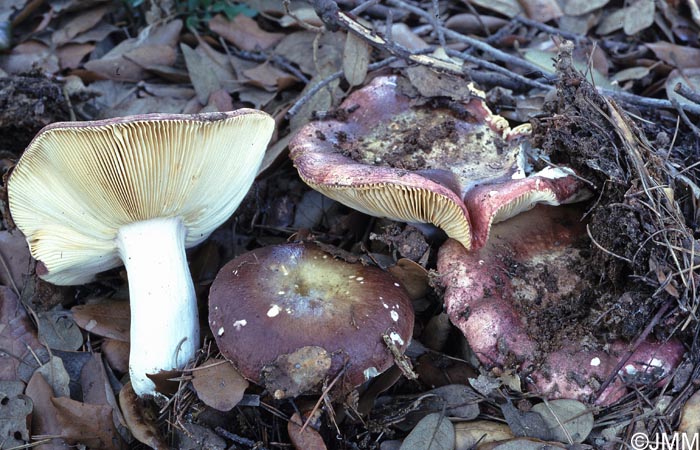 Russula campestris