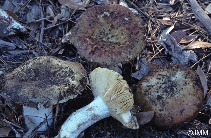 Russula campestris