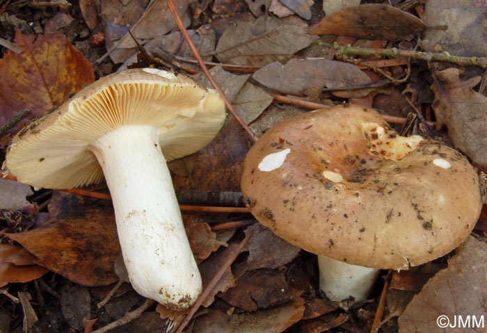 Russula campestris