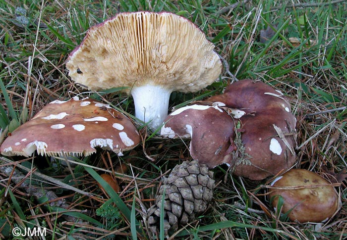 Russula campestris