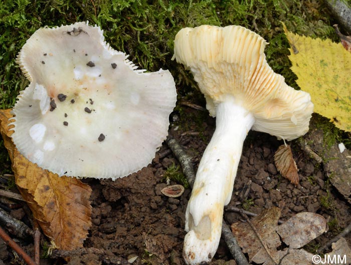 Russula carpini