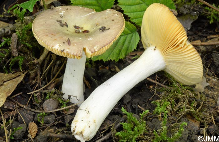 Russula carpini