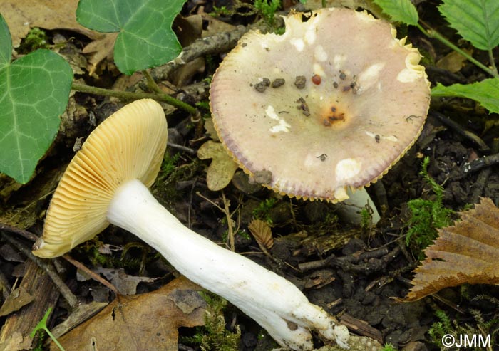 Russula carpini